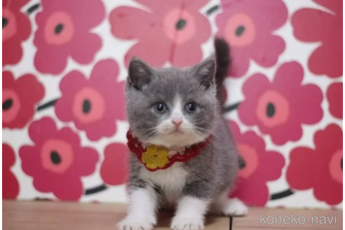 成約済の東京都のブリティッシュショートヘア-100480の4枚目